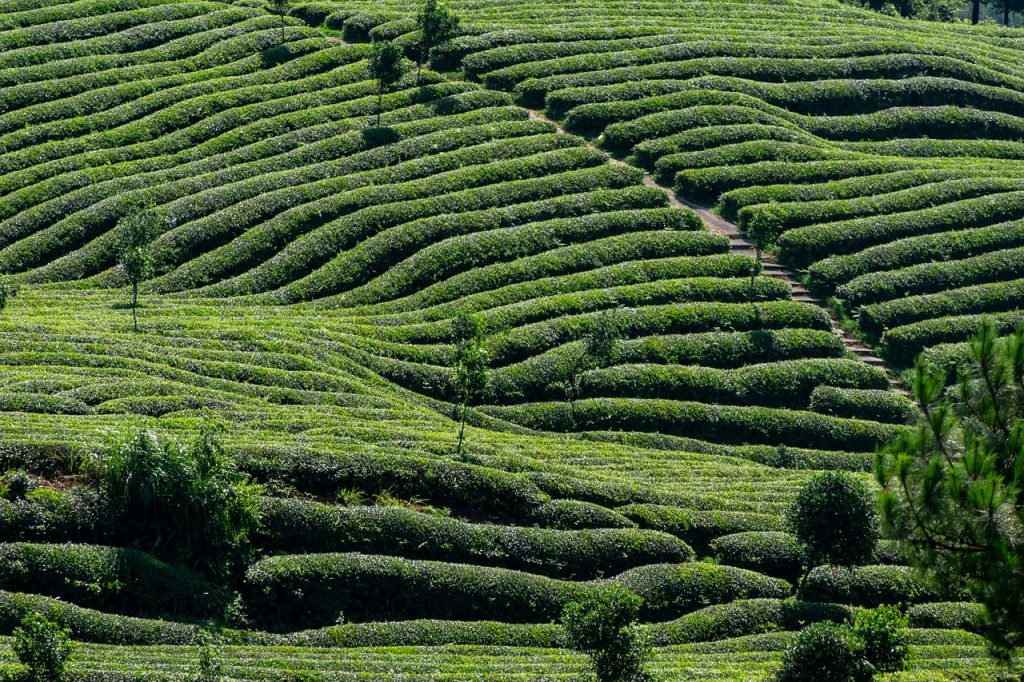 Tea Garden
